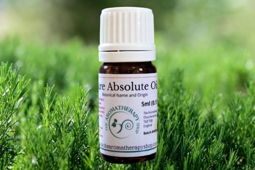 Rosemary Absolute Oil (Origin: France)