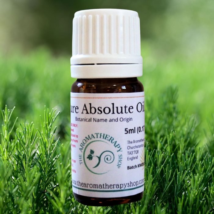Rosemary Absolute Oil (Origin: France)