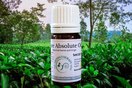 White Tea Absolute Oil (Origin: India)