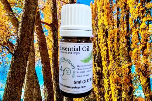 Balsam Poplar Pure Essential Oil (Origin: Canada)