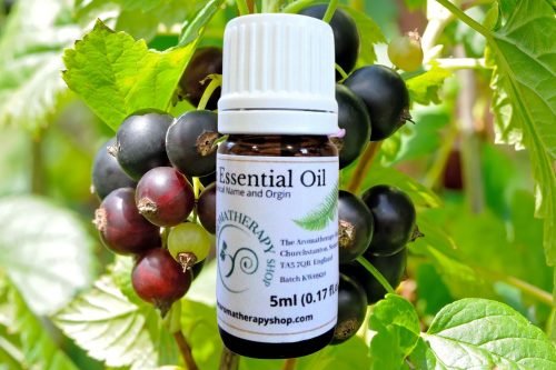 Blackcurrant Bud Pure Essential Oil (Origin: France)