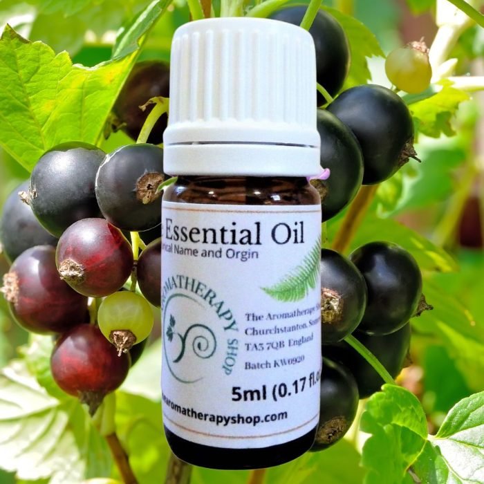 Blackcurrant Bud Pure Essential Oil (Origin: France)