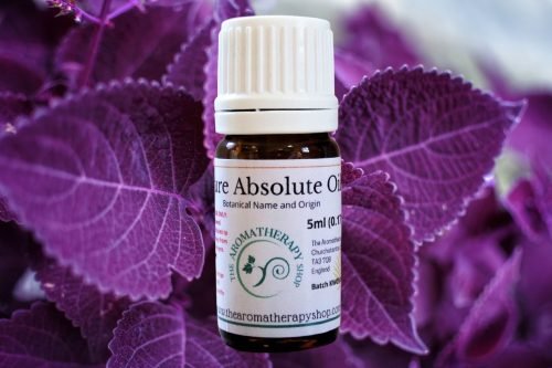 Perfumers Violet Leaf Absolute Oil / Mossy, Leafy Notes (Origin: Egypt)