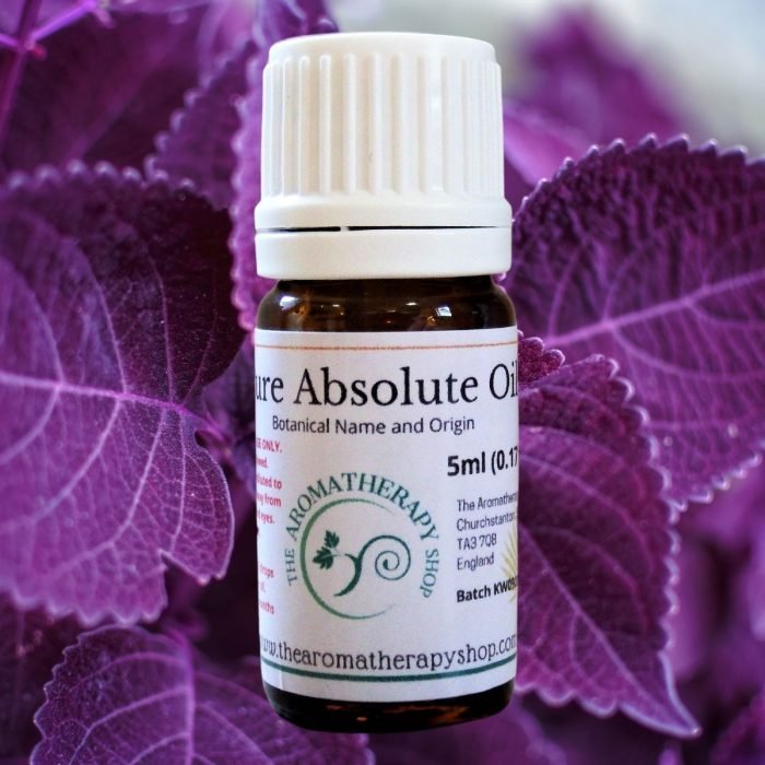Perfumers Violet Leaf Absolute Oil / Mossy, Leafy Notes (Origin: Egypt)