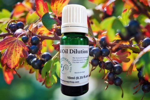 Blackcurrant Bud Essential Oil Dilution