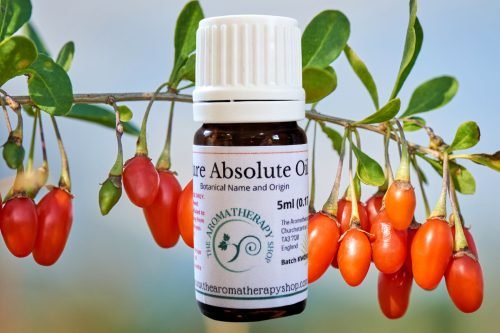 Goji Berry Absolute Oil (Origin: France)