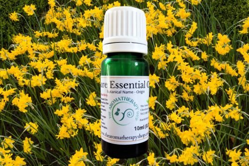 French Narcissus (Jonquil) Pure Essential Oil