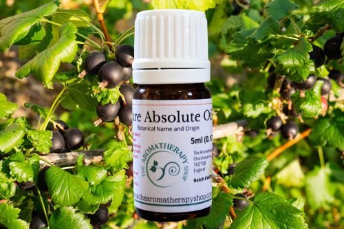 Perfumers Blackcurrant Bud Absolute  / 10% in DPG
