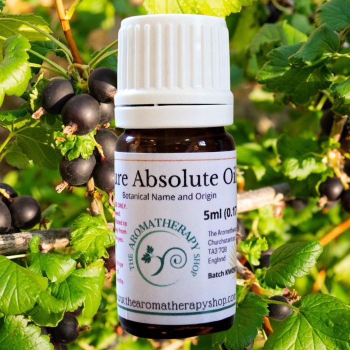 Perfumers Blackcurrant Bud Absolute / 10% in DPG