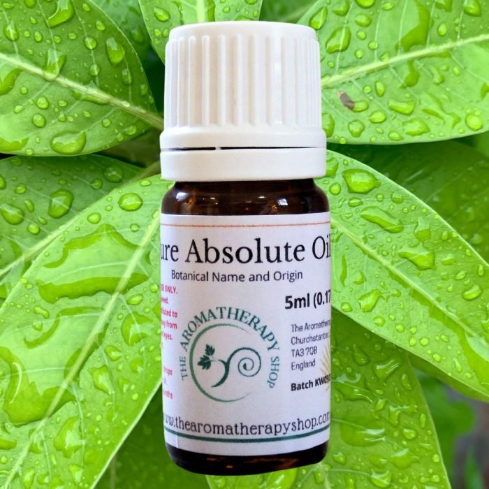 Mango Leaf Absolute (Origin: Egypt)