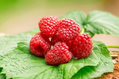 Raspberry Aroma / Fragrance Oil for Soaps, Candles, Lotions, Shampoos and Perfumery (Nature Identical)