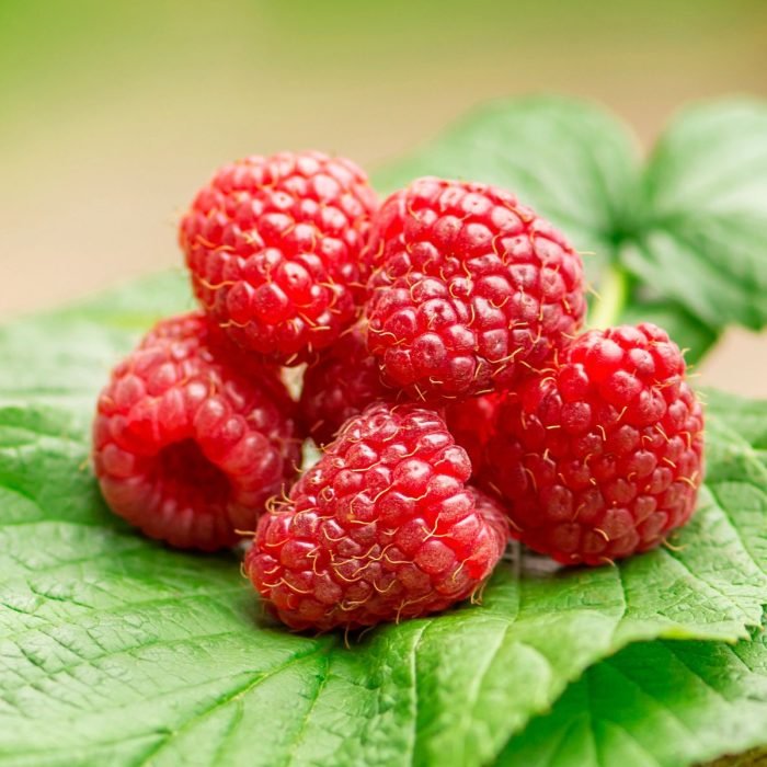 Raspberry Aroma / Fragrance Oil for Soaps, Candles, Lotions, Shampoos and Perfumery (Nature Identical)