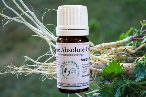 Stinging Nettle Root Absolute Oil (Origin: France)