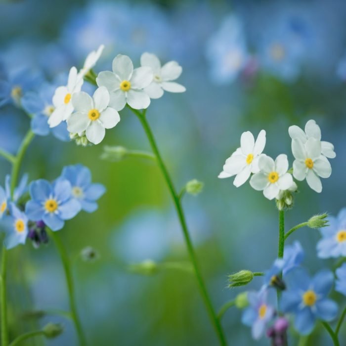 Forget-Me-Not Aroma / Fragrance Oil