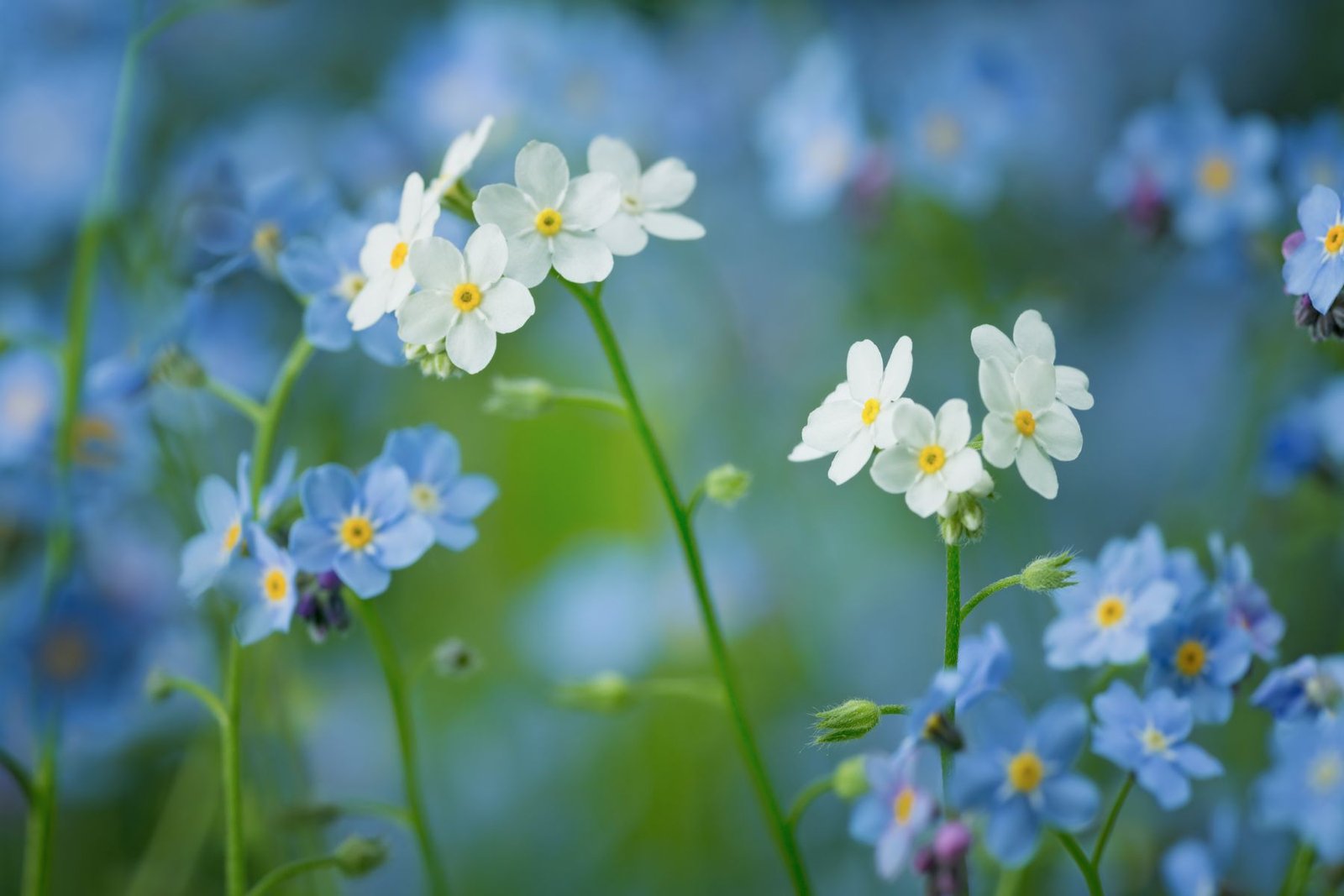 Forget-Me-Not Aroma / Fragrance Oil