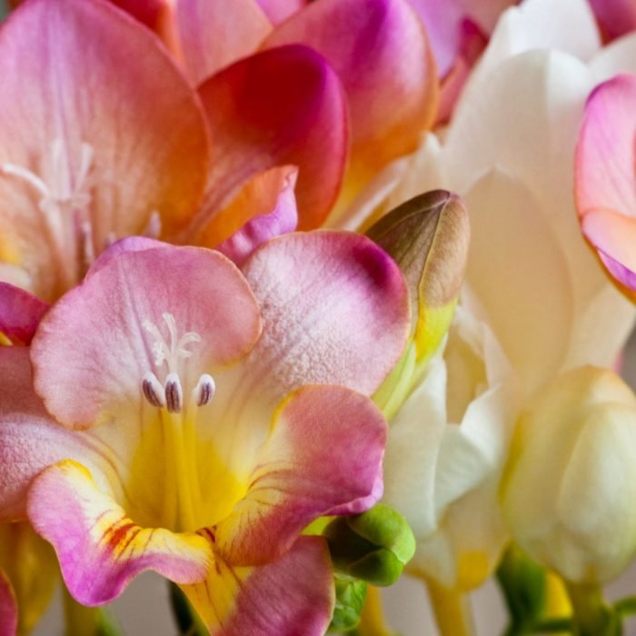 Freesia Aroma / Fragrance Oil