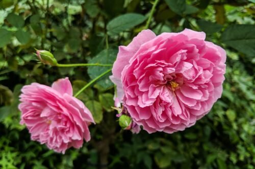 Rose De Mai (Rose Maroc) Floral Water