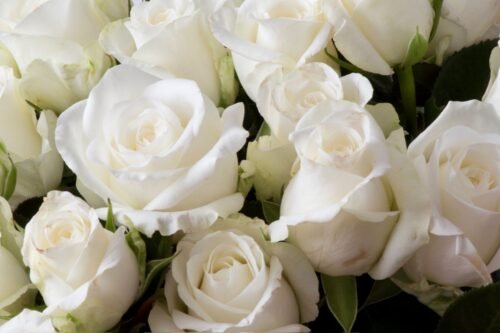 White Rose Floral Water  