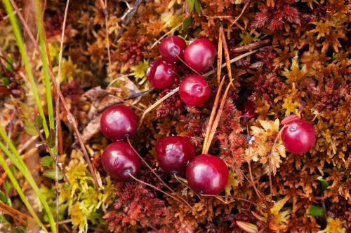 Arctic Cranberry Seed Oil / Organically Crafted