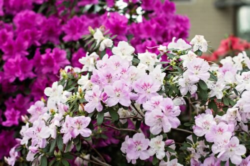 Azalea Body Lotion