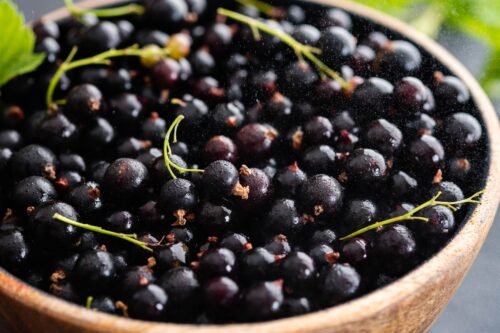 Blackcurrant Body Lotion