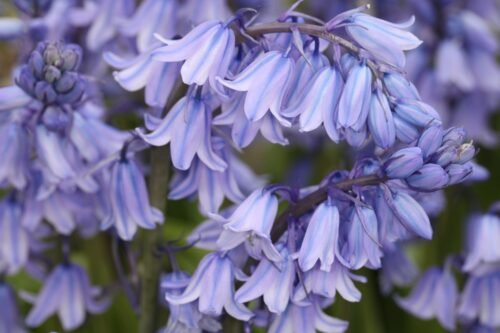 Bluebell Aroma / Fragrance Oil for Soaps, Candles, Lotions, Shampoos and Perfumery (Nature Identical)
