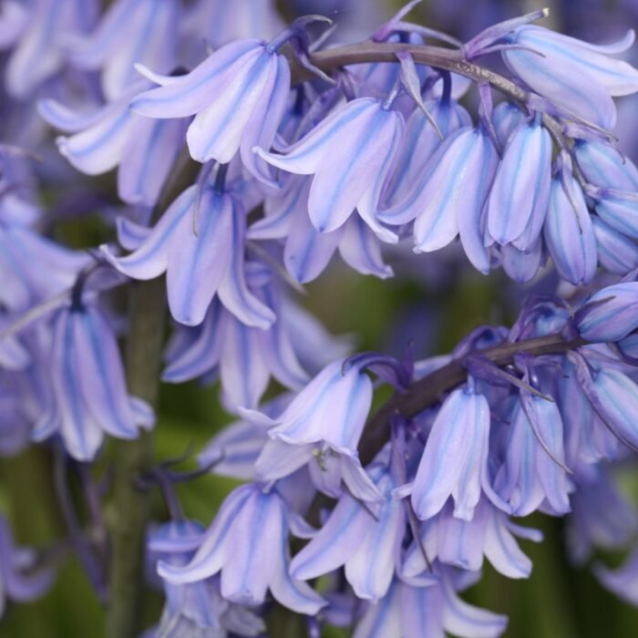 Bluebell Aroma / Fragrance Oil