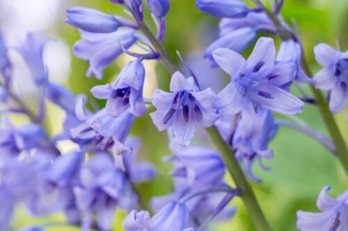 Bluebell Body Lotion