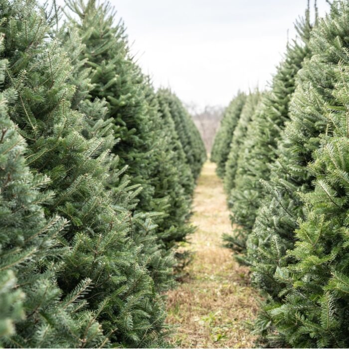 Christmas Tree Body Lotion