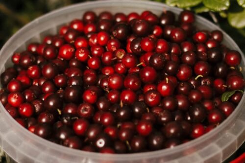 Cranberry Body Lotion