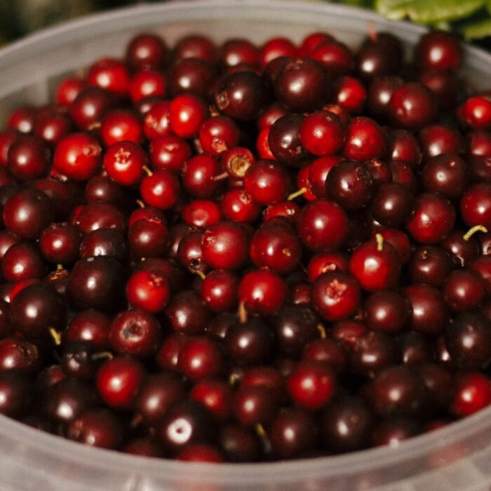 Cranberry Body Lotion