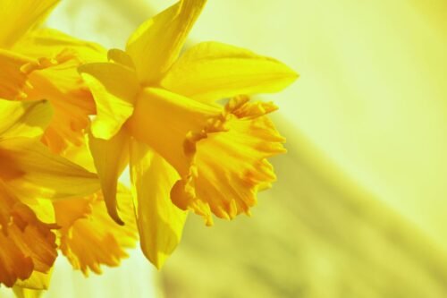 Daffodil Body Butter