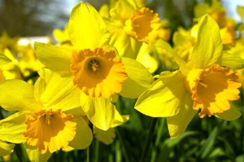 Daffodil Body Lotion
