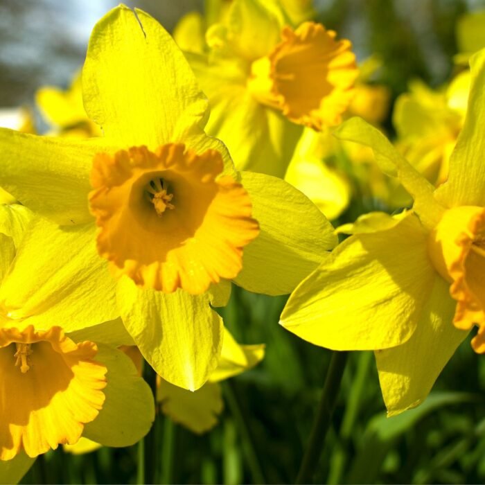 Daffodil Body Lotion