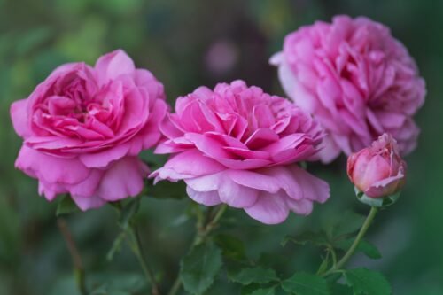 English Rose Body Lotion