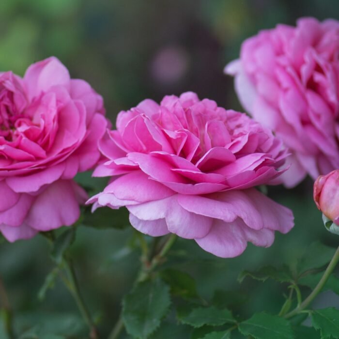 English Rose Body Lotion