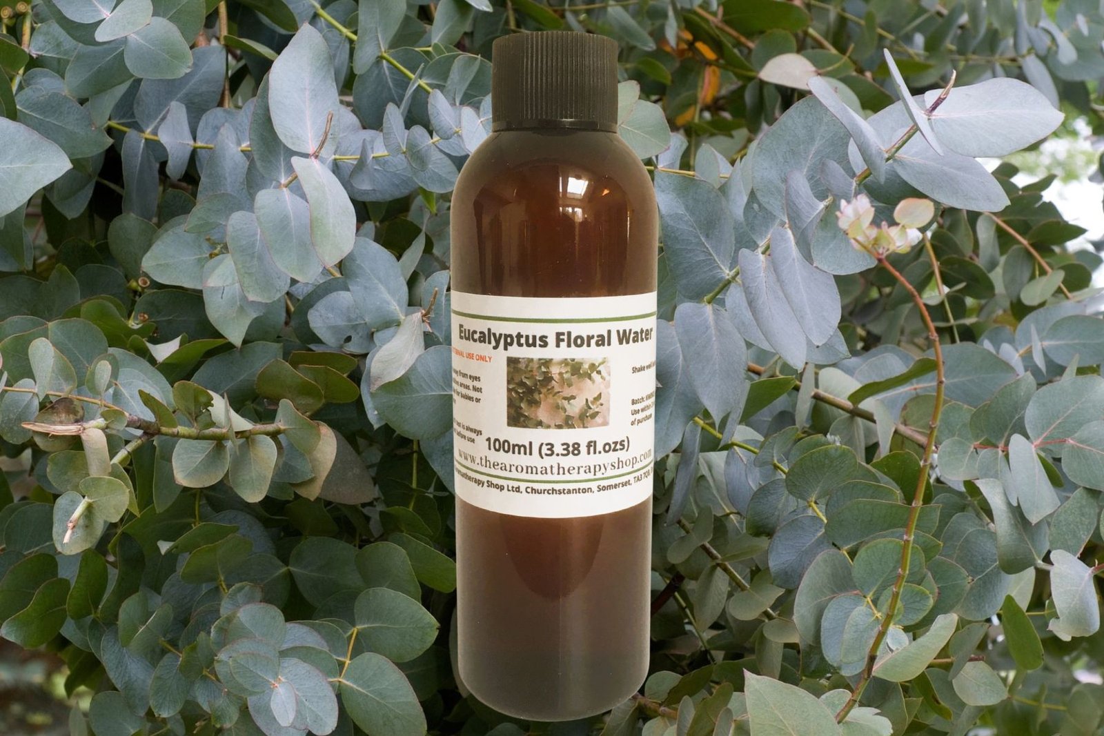 Eucalyptus Floral Water - Organic