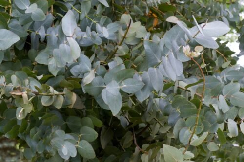 Eucalyptus Floral Water - Organic
