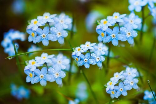 Forget-me-not Body Lotion