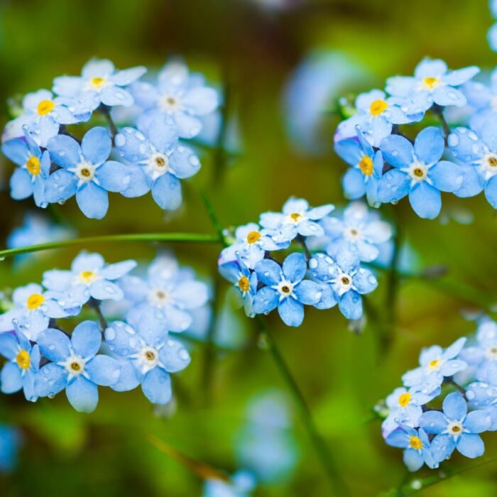 Forget-me-not Body Lotion