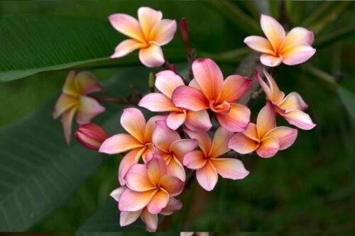 Frangipani Body Lotion