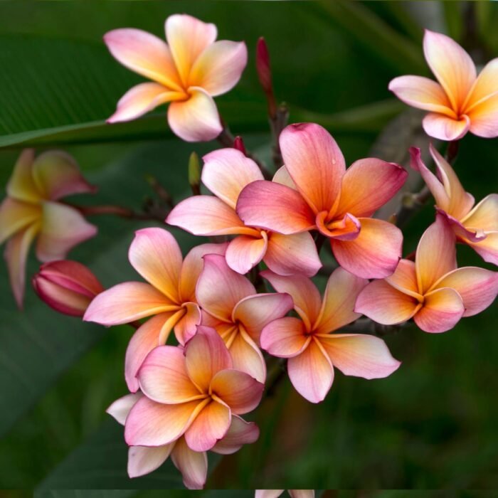 Frangipani Body Lotion