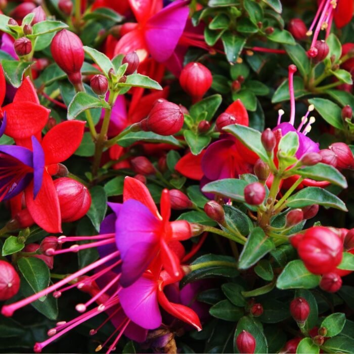 Fuchsia Aroma / Fragrance Oil