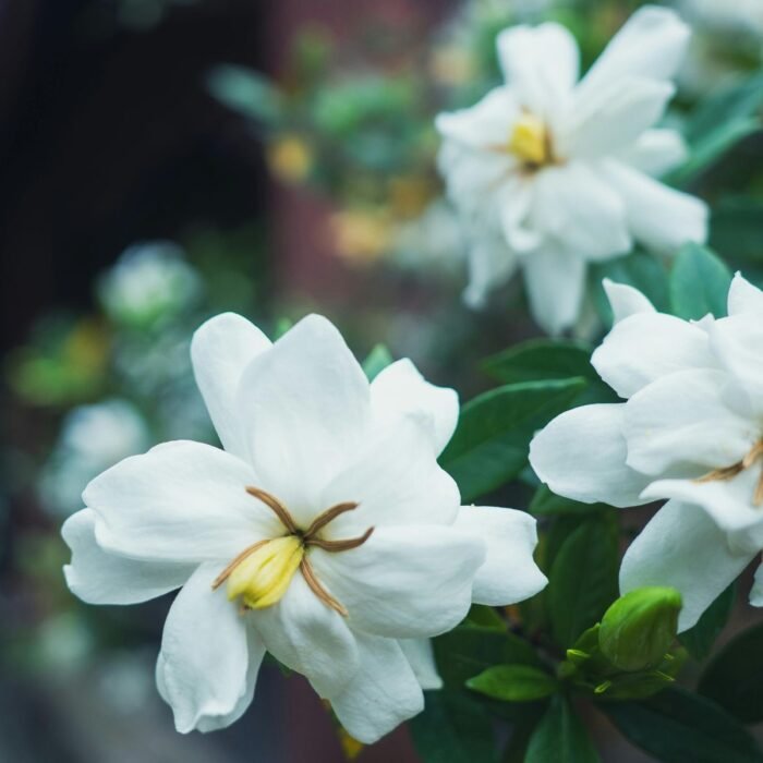 Gardenia Aroma / Fragrance Oil