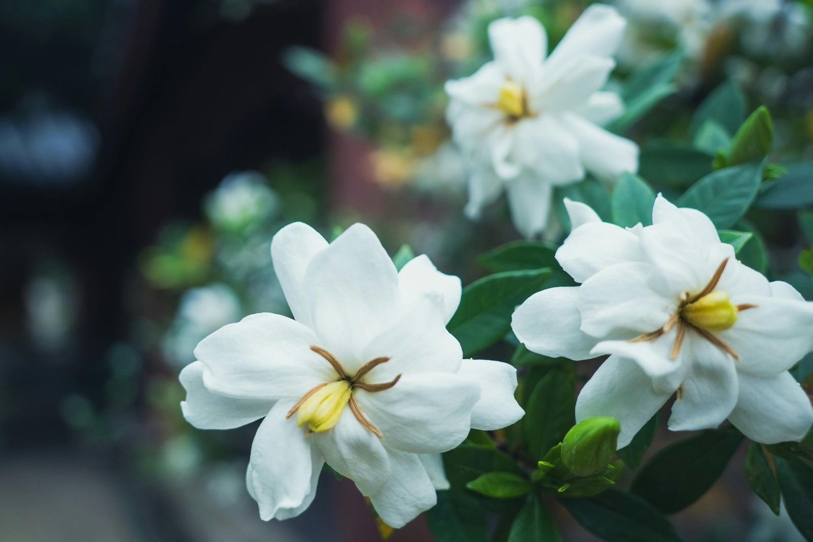 Gardenia Aroma / Fragrance Oil