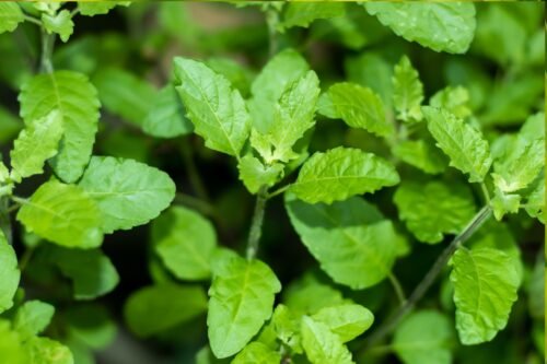 Holy Basil Floral Water / Organic