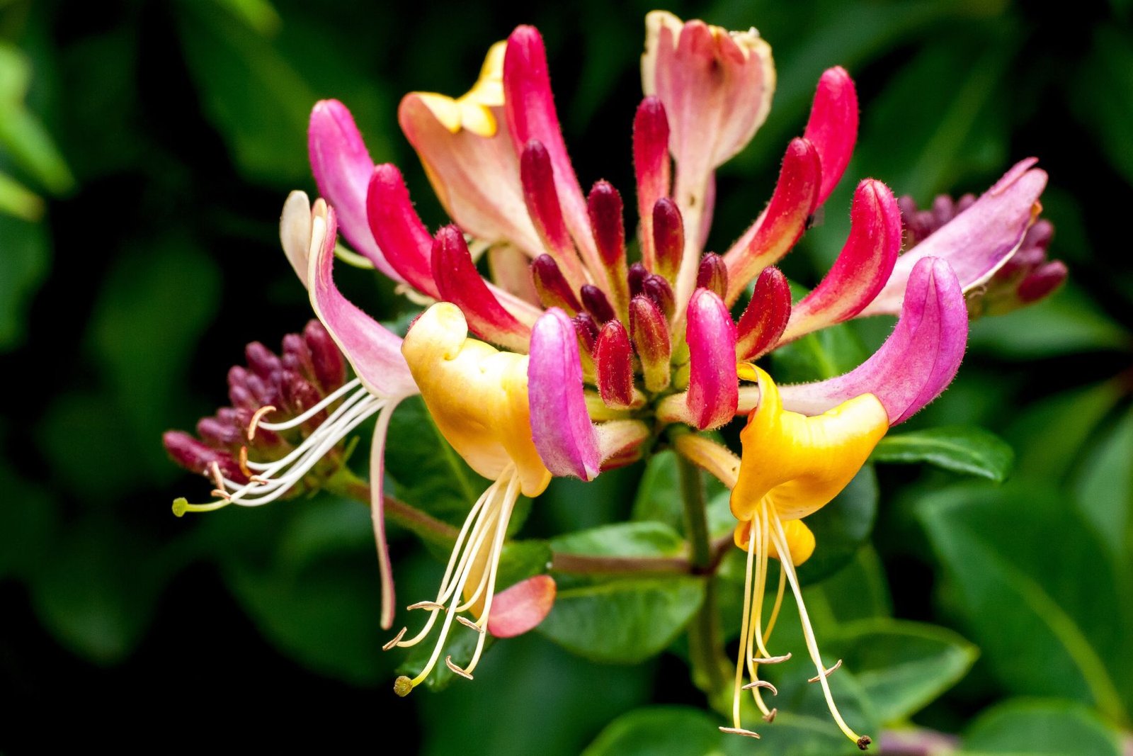 Honeysuckle Body Lotion