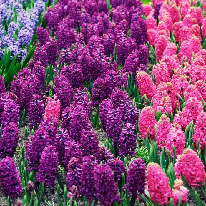 Hyacinth Aroma / Fragrance Oil