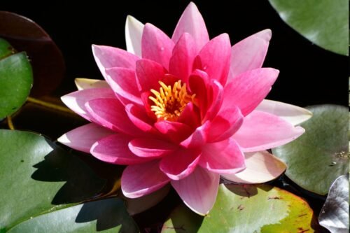 Indian Lotus Body Butter