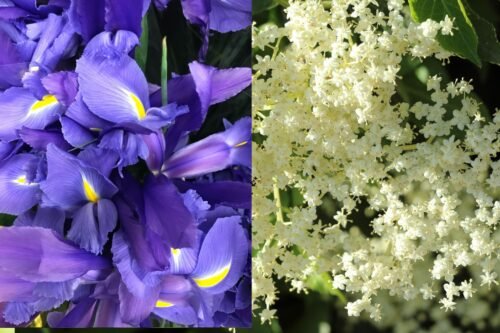 Iris & Elderflower Body Butter